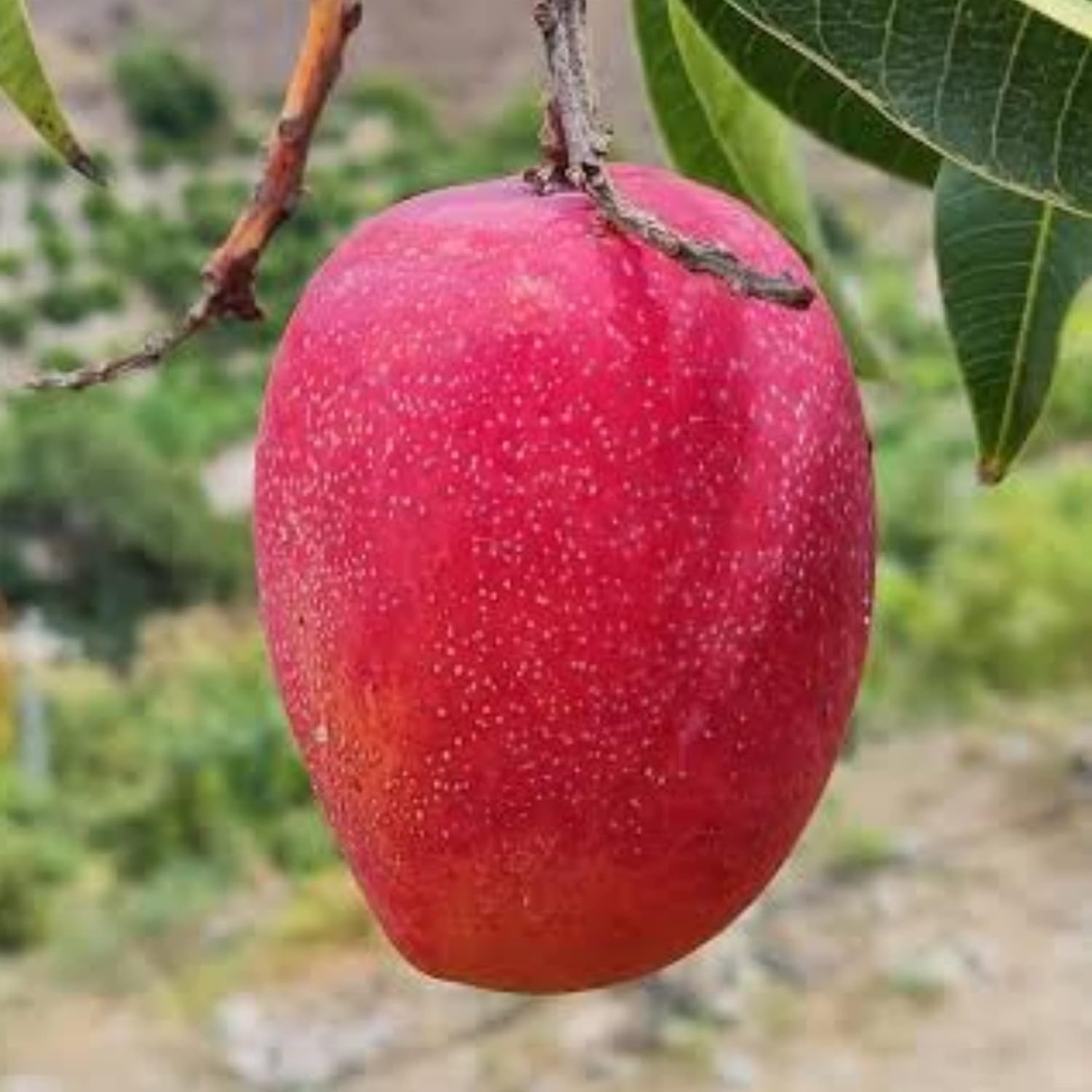 Plantopia Pusa Arunima Mango " Hybrid Healthy Mango Fruit Plant (Grafted Plant, 2-3 Feet Height) Live Plant for Home Garden PP_N1_49 (B0D8ZHSTSQ) Amazon Price History, Amazon Price Tracker