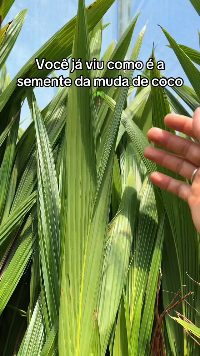 Muda de Coco Anão (Cocos nucifera) de 40 a 80cm – planta frutífera