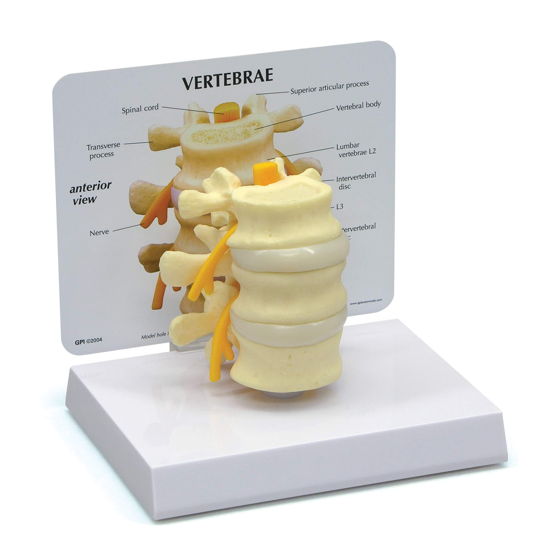 Buy GPI Anatomicals Basic Vertebrae Model with L2, L3, and L4, Spine