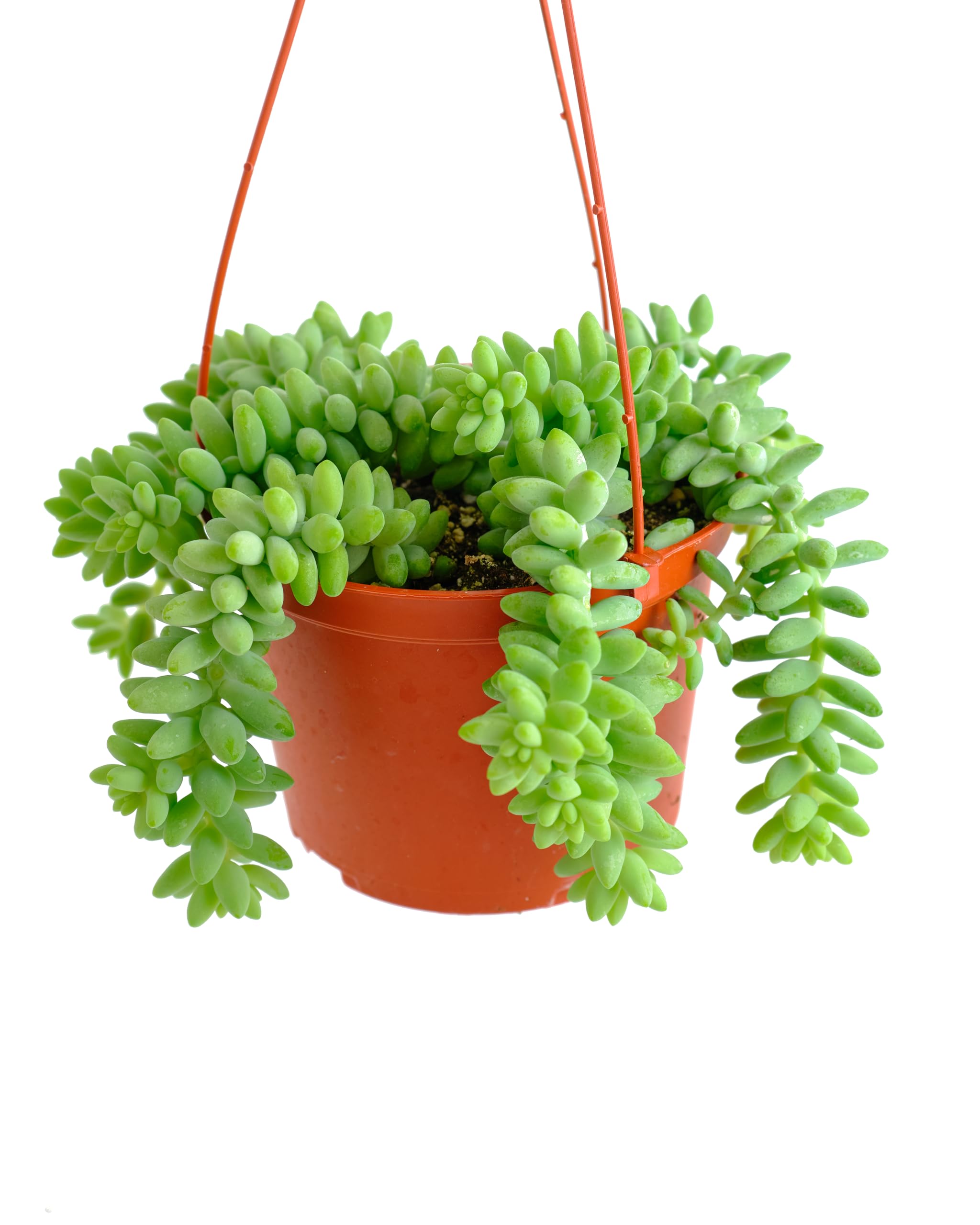 plant good seeds Plant Good Seeds' Print – Kinder Planet Company