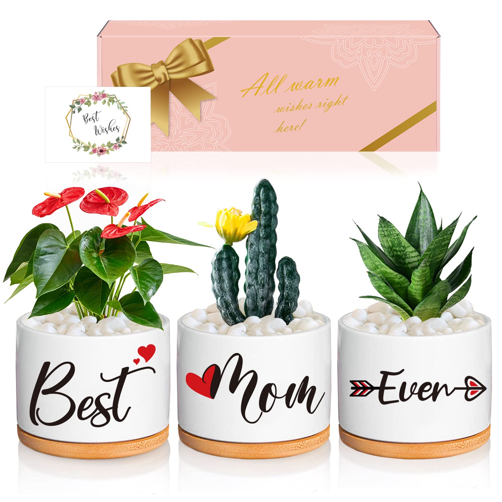 Plantes grasses cadeau maman idee anniversaire originale épouse