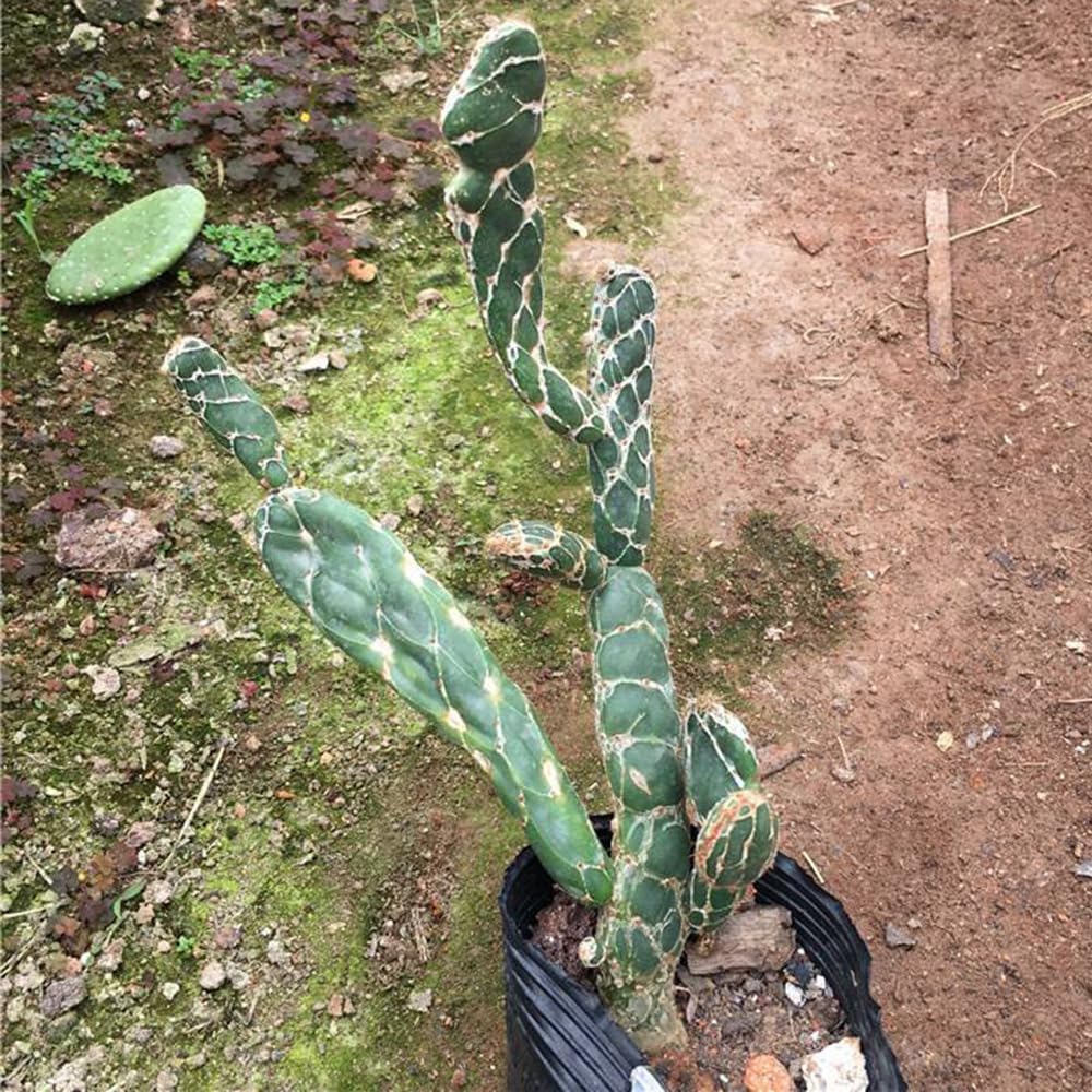 50 pieces cacti seeds hardy Opuntia reticulata perennial perennials