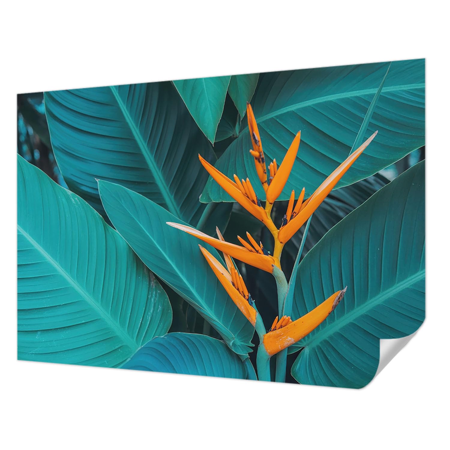 Pose murale résistante aux taches Tulup pour un décor mural adhésif de salon durable