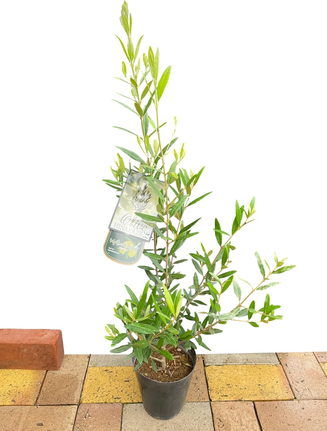 サマーセール。オリーブグリーン 花びら型鉢[1] オリーブ ひなかぜ 8号 ☆樹高130cm！そのまま庭に植えても立派