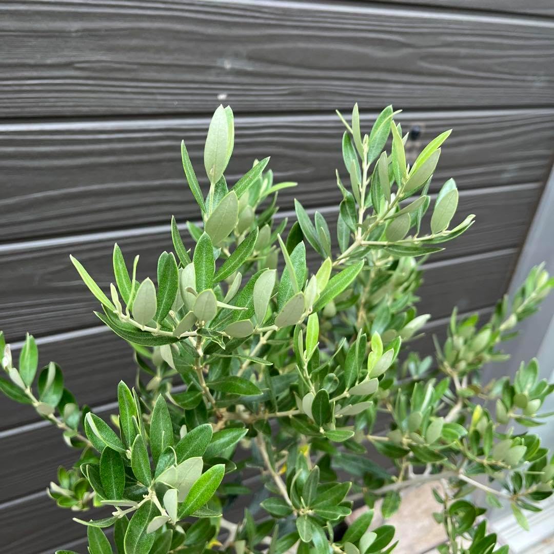 希少　オリーブ　オリーブの木　カヨンヌ　７号　鉢下から高さおよそ90cm 小売 希少 オリーブ オリーブの木 カヨンヌ 7号 鉢下から高さおよそ90cm