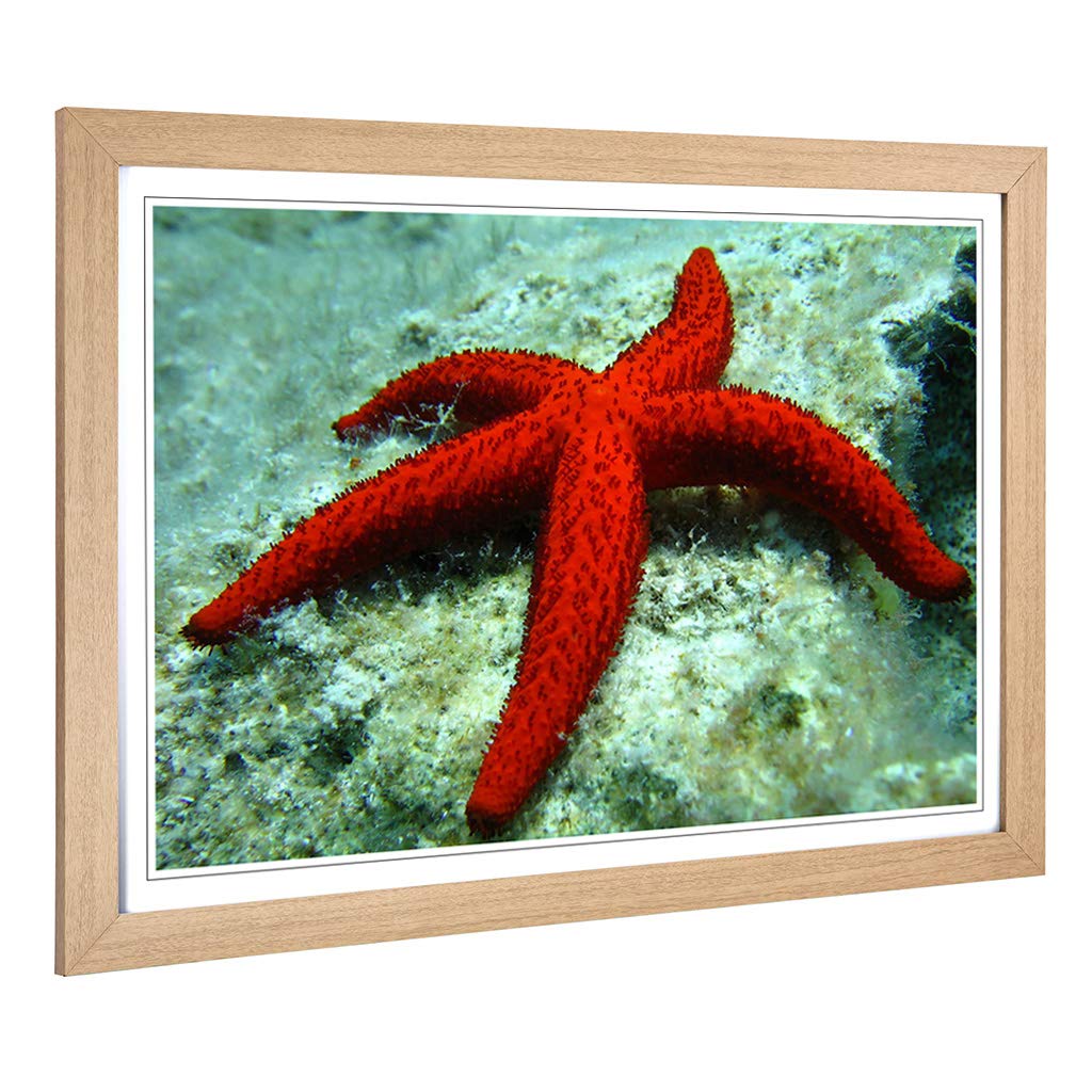 Big Box Art Framed Print of Starfish 2 Design | Wall Art Picture | Home Decor for Kitchen, Living, Dining Room, Lounge, Bedroom, Hallway, Office, Oak, A2 / 24.5x18 Inch / 62x45cm