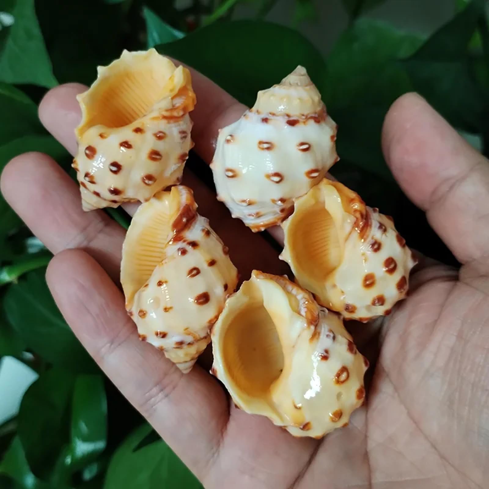 Conchiglie per decorazione, 5 pezzi, 3-4 cm, gialle, Thais Bronni, lumaca naturale, acquario, decorazione paesaggistica, esemplare, artigianato per decorazioni nautiche
