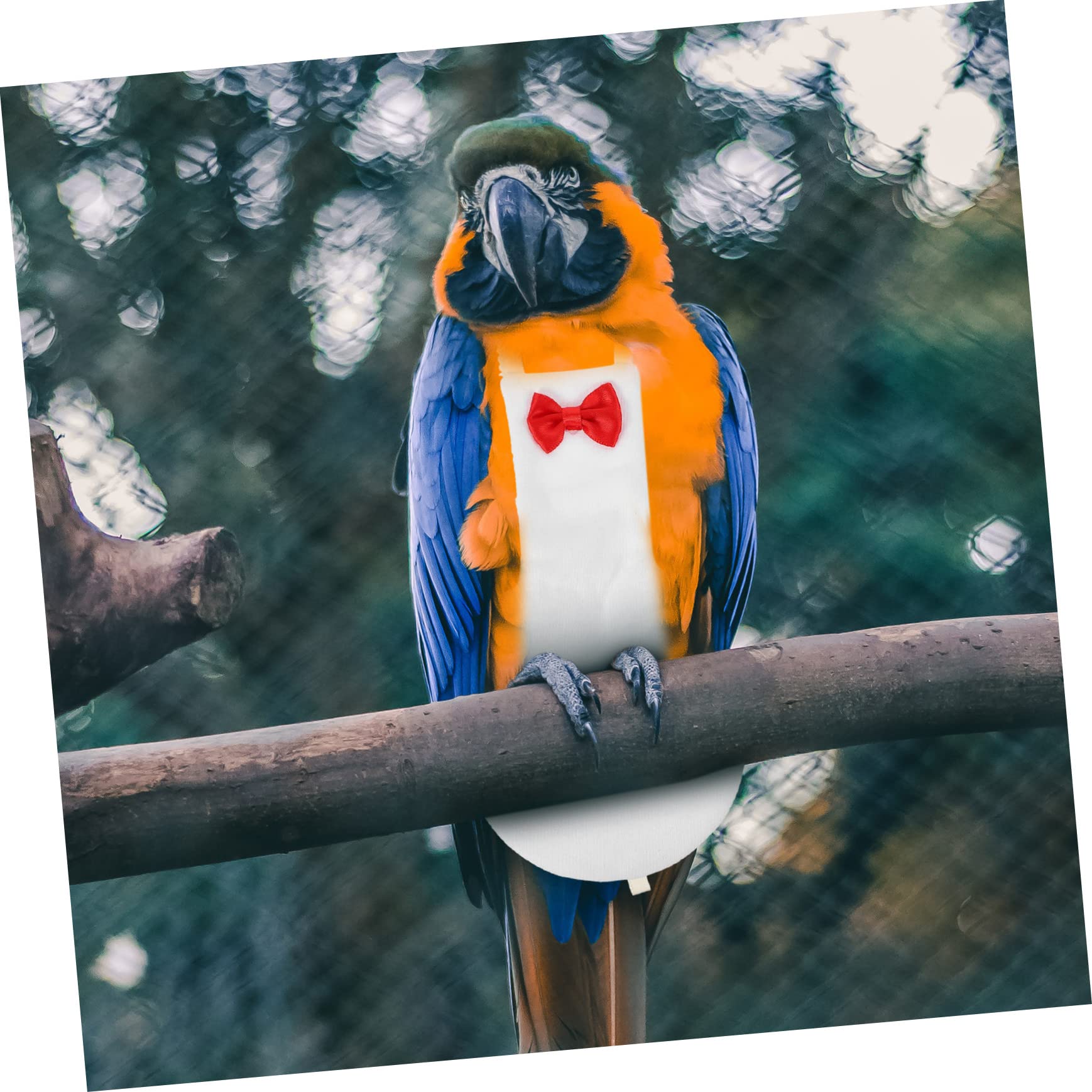 BESPORTBLE 5pezzi Pannolino Per Uccelli Riutilizzabile Costume Per Pappagalli e Traspirante Adatto Cockatiel Pappagalli e Altri Uccelli Di Piccole Decorazione Con Fiocco