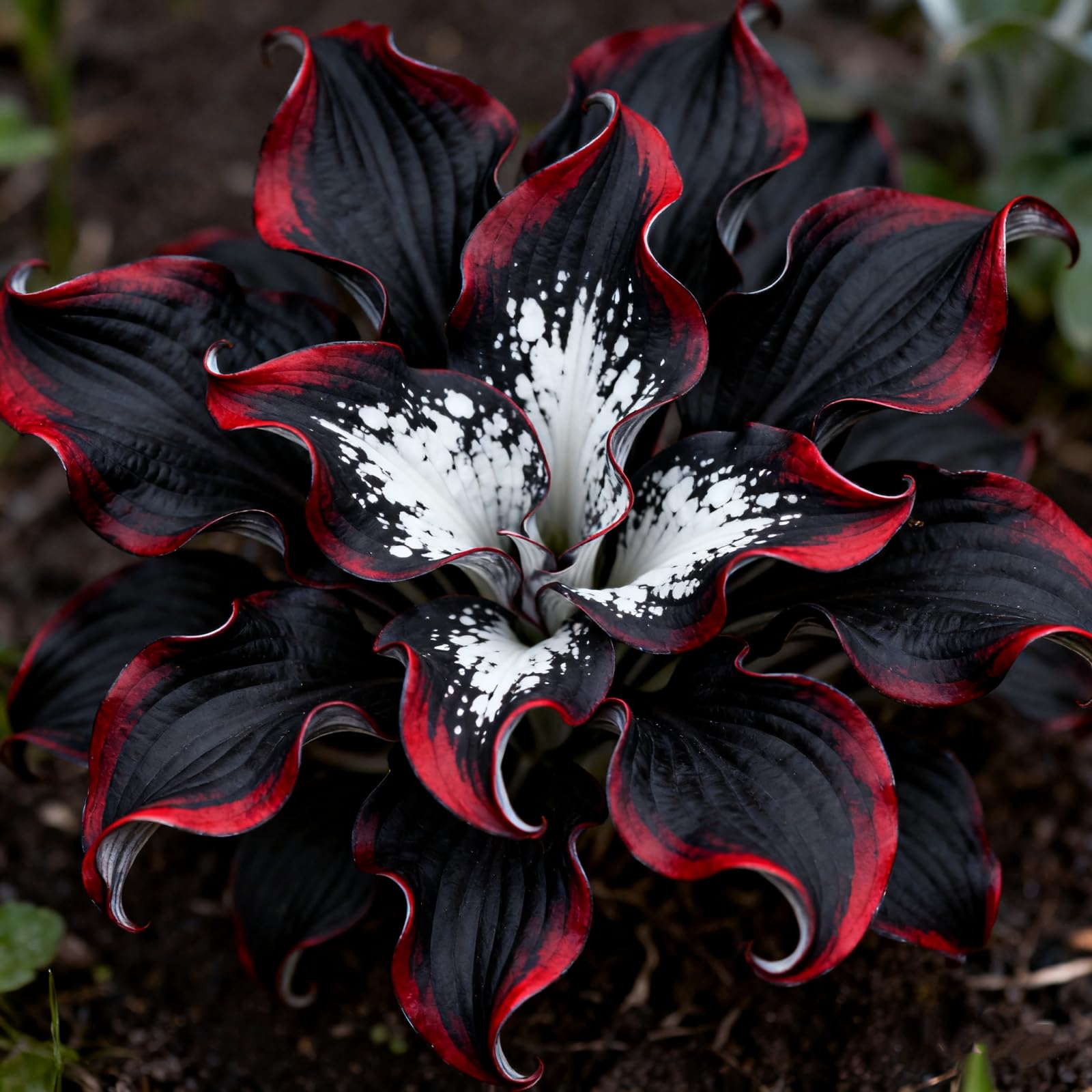 Hosta Bulbs for Planting Now UK Perennial Ornamental Good for Containers Easy Grow UK Garden Ready Plants for Borders/Excellent Display Hardy Perennials,-6 Bulbs-E