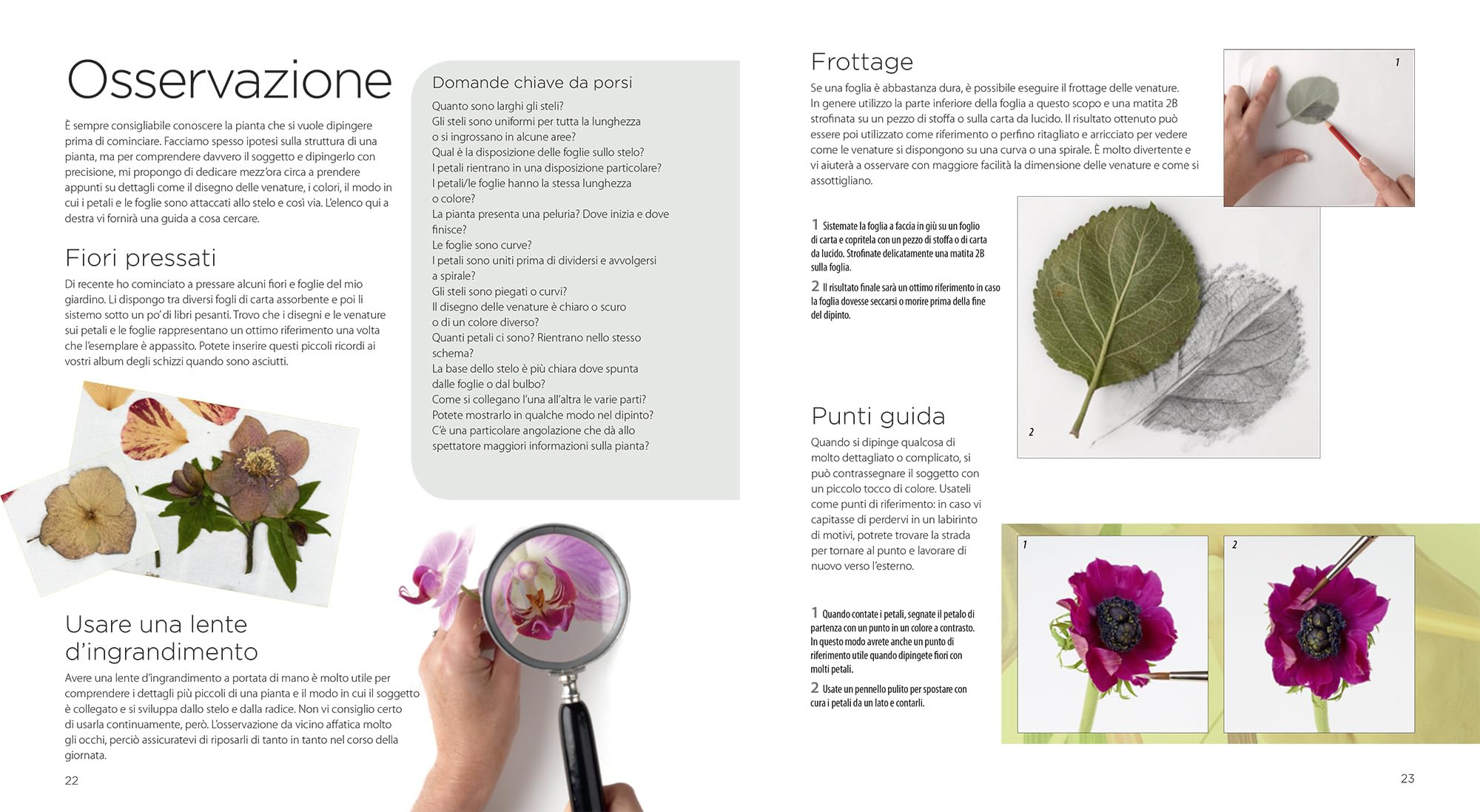 Pittura botanica ad acquerello
