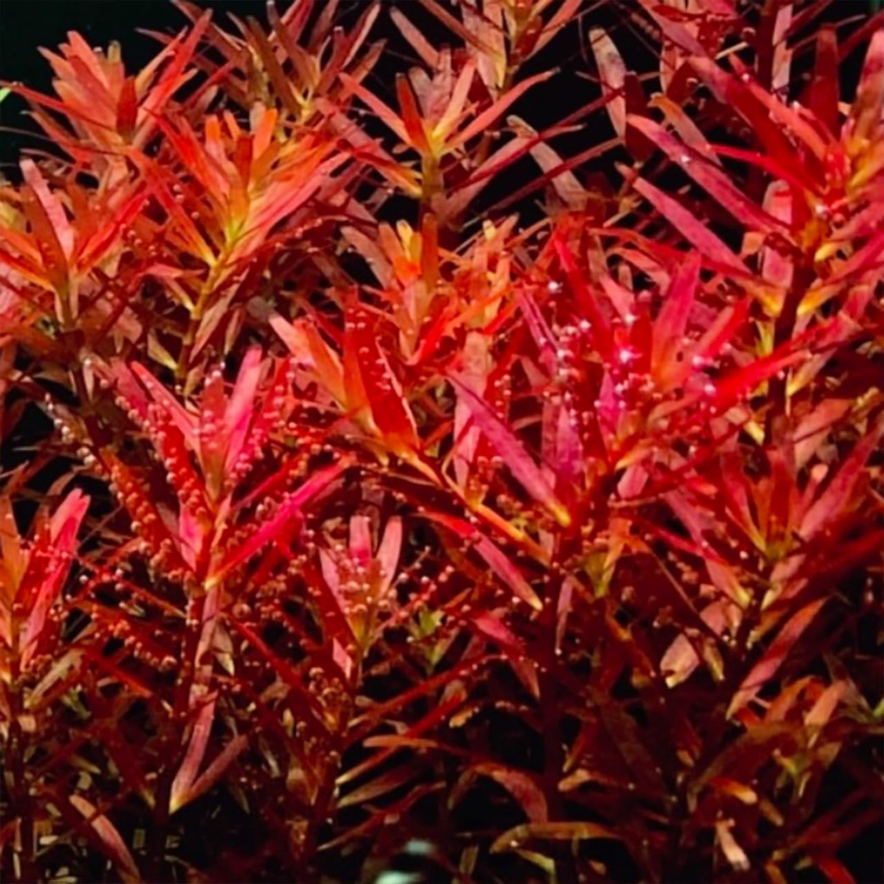 Amazon.co.jp: NoA 水草 水中葉 無農薬 ロタラ ロトンディフォリア レ