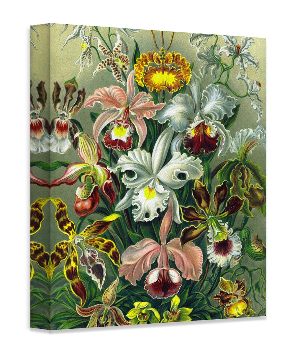 Amazon.com: Orchid Botanical Illustration, Ernst Haeckel - 16x20