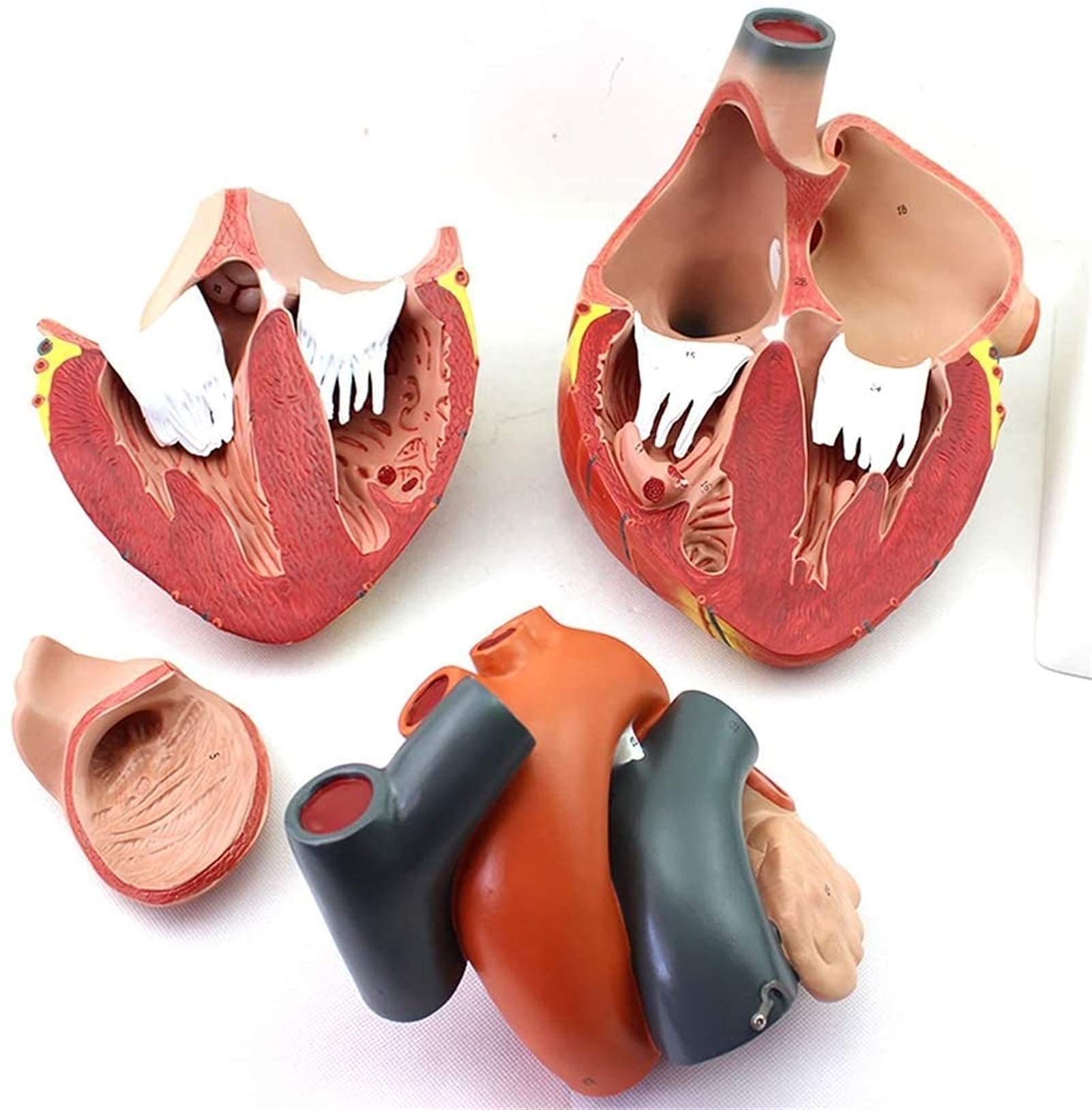 Modello anatomico, Modello Cuore ingrandito 4X - Modello Cuore scientifico - Modello Cuore Umano Rimovibile con Segnale Digitale l'insegnamento Cardiaco Il Modello Scheletro Medico