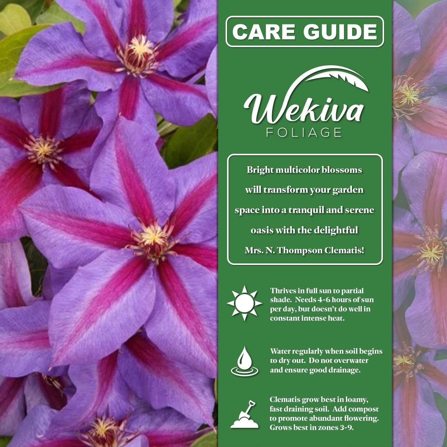 Clematis Mrs N Thompson - 2 Live Starter Plants - Colorful Beautiful Striped Lavender Flowering Vine