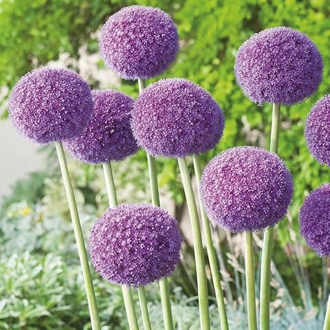 4X Allium giganteum Flowering Bulbs for Garden Cover