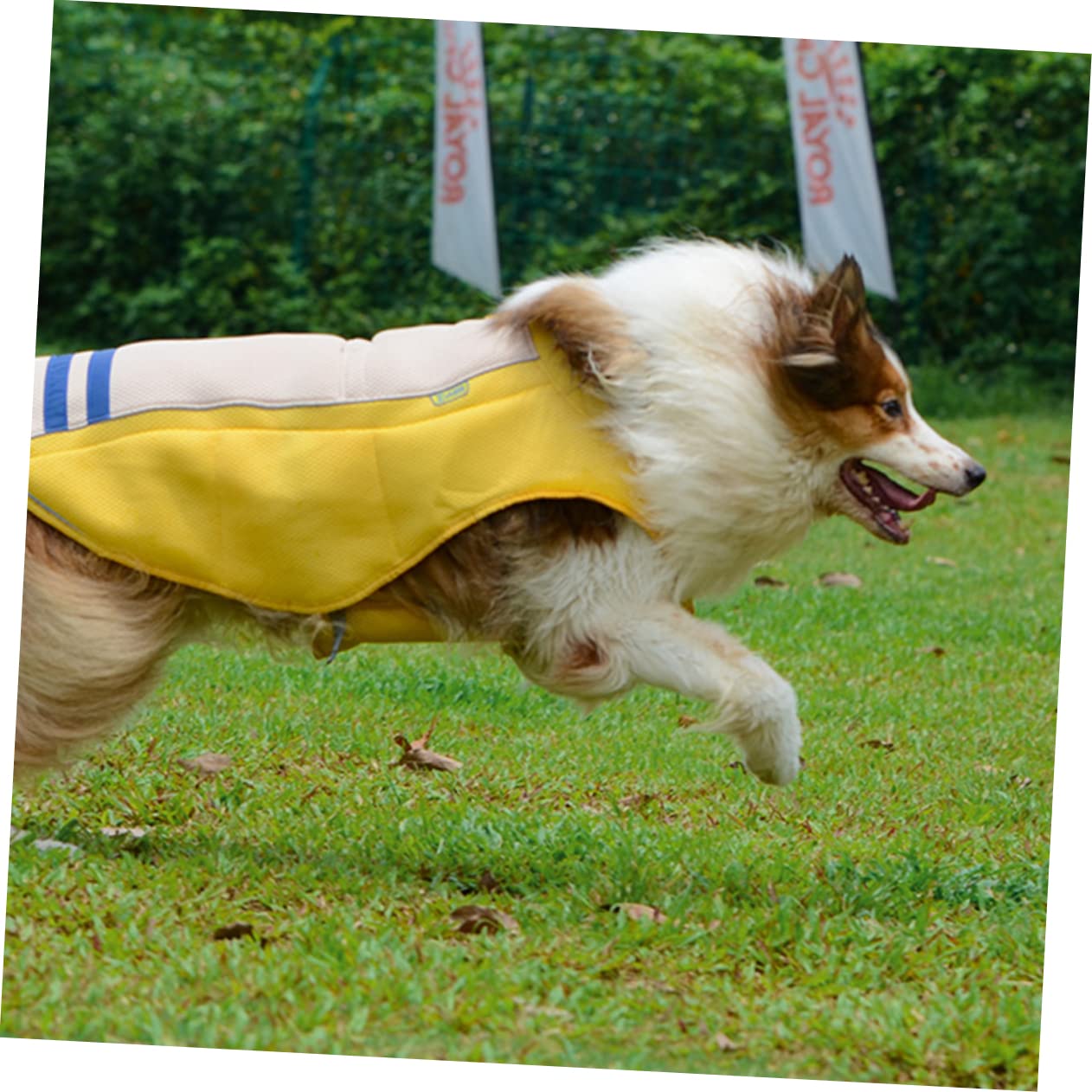 Gilet de Protection pour Animaux Domestiques Anti-UV, XL