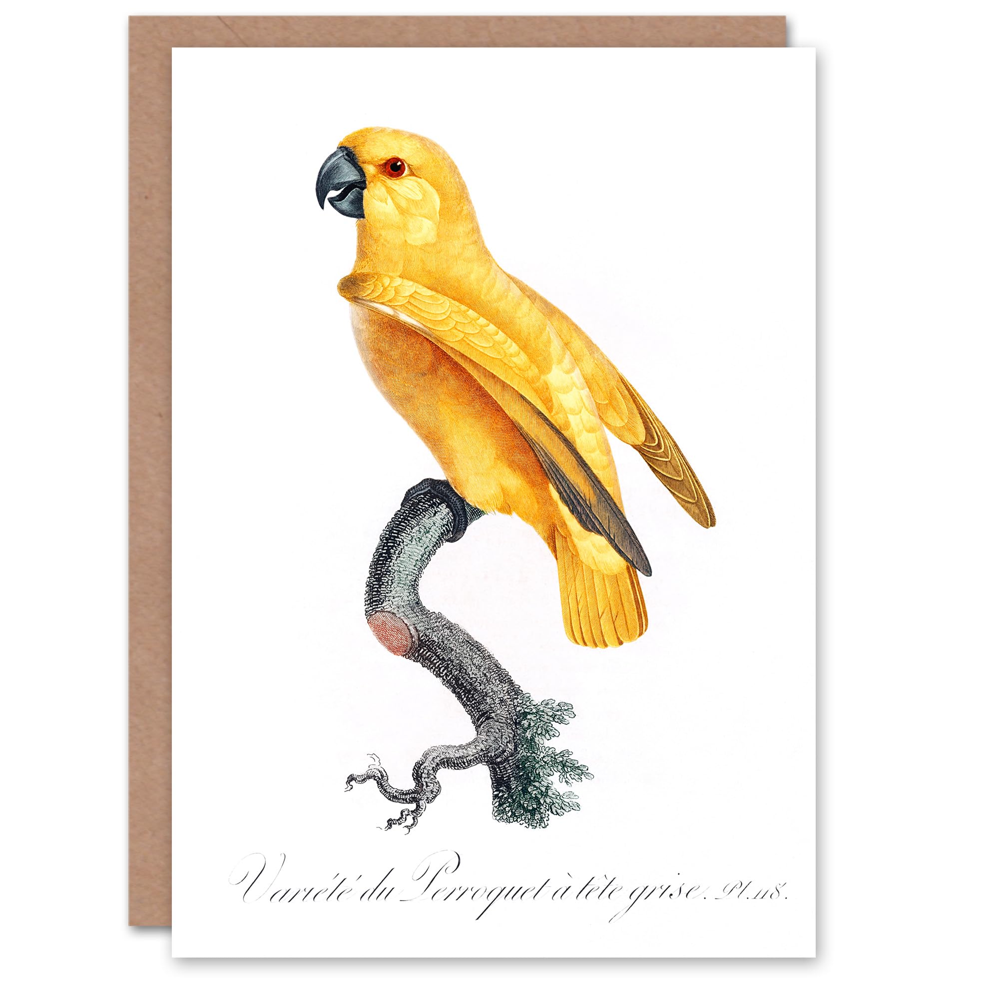 Artery8 Francois Levaillant Art Card Lutino Senegal Parrot