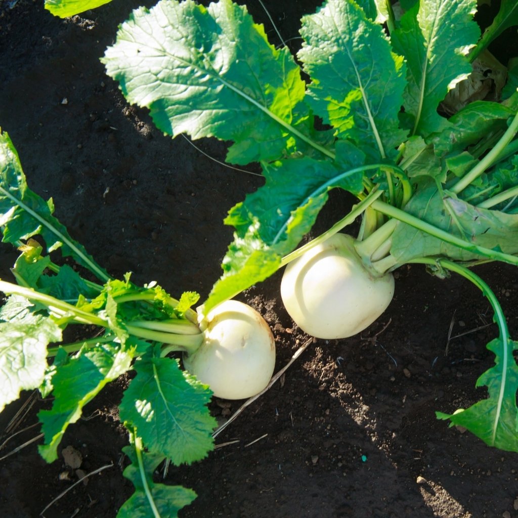 - Vegetable Seeds, Turnip - Snowball, V-TUR-01, 150 Seeds Minimum Per Packet.