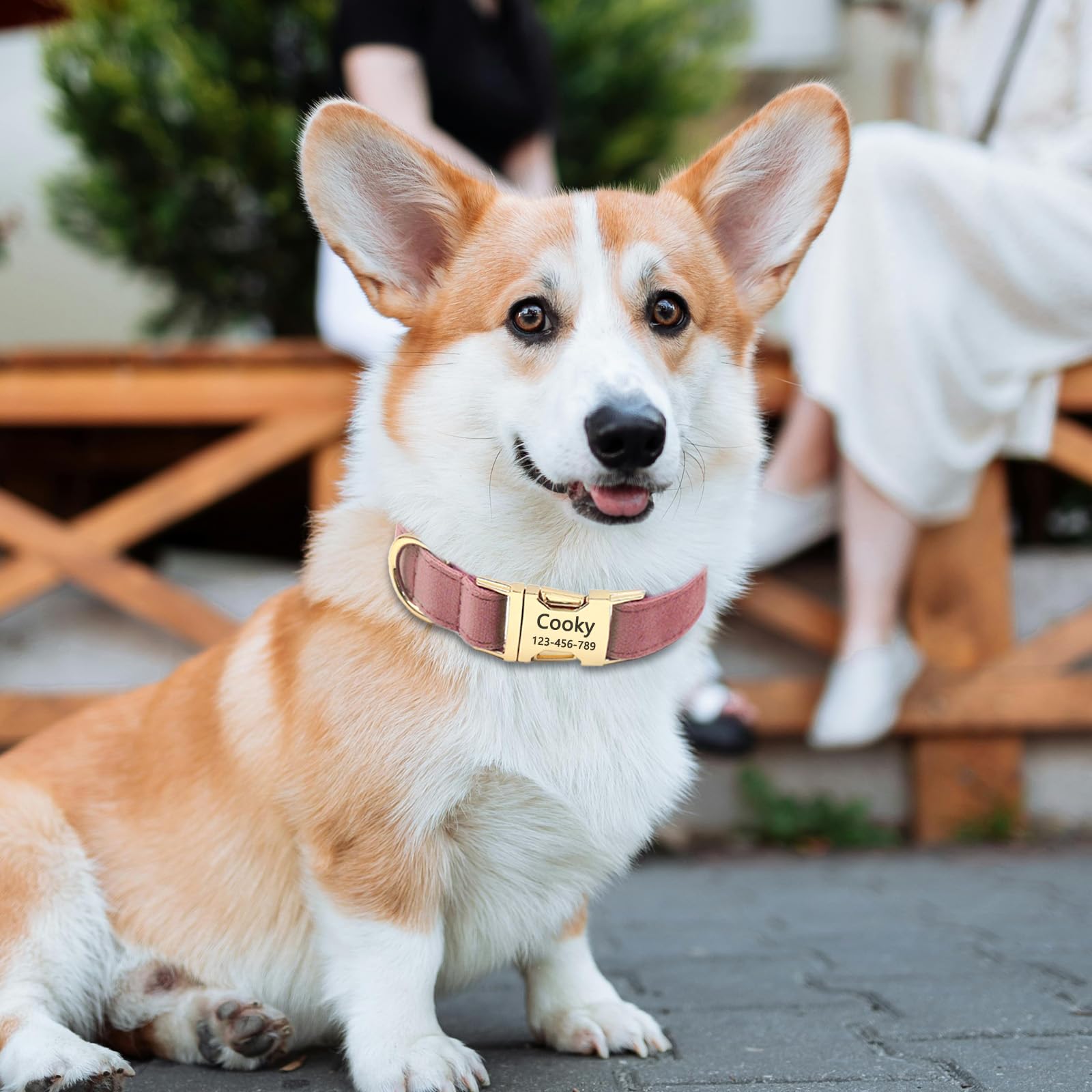 Collare per cani in velluto, personalizzato con nome, collare per cani personalizzabile con fibbia in metallo a sgancio rapido, guinzaglio e papillon disponibili (acqua di rosa, S)