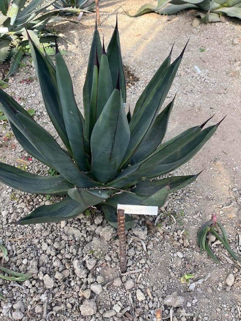 アガベ バイト シャークバイト / アガベ（アガベ シャークスキン 中株