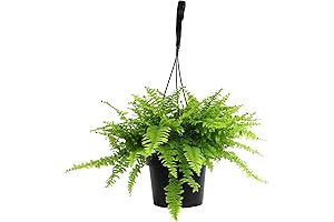 Hanging Boston Fern Live Plant | Indoor Pet Friendly Plants for Dog...