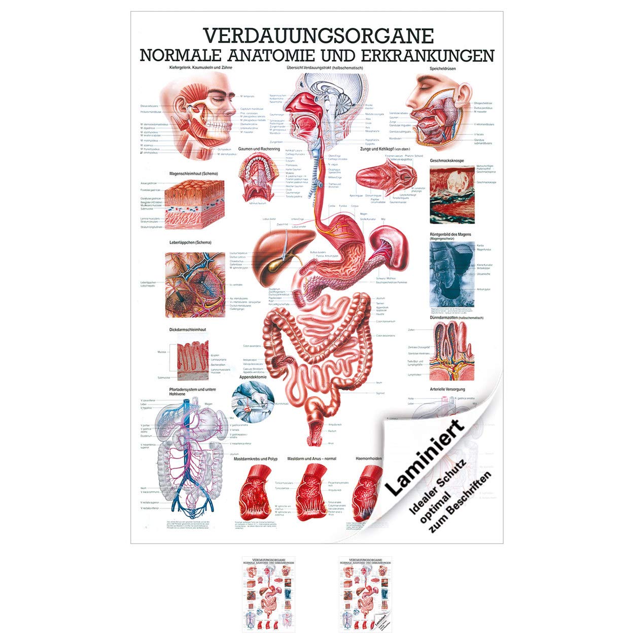 Rüdiger Anatomie Lehrtafel 100x70 cm medizinische Wandbild Klassenzimmer