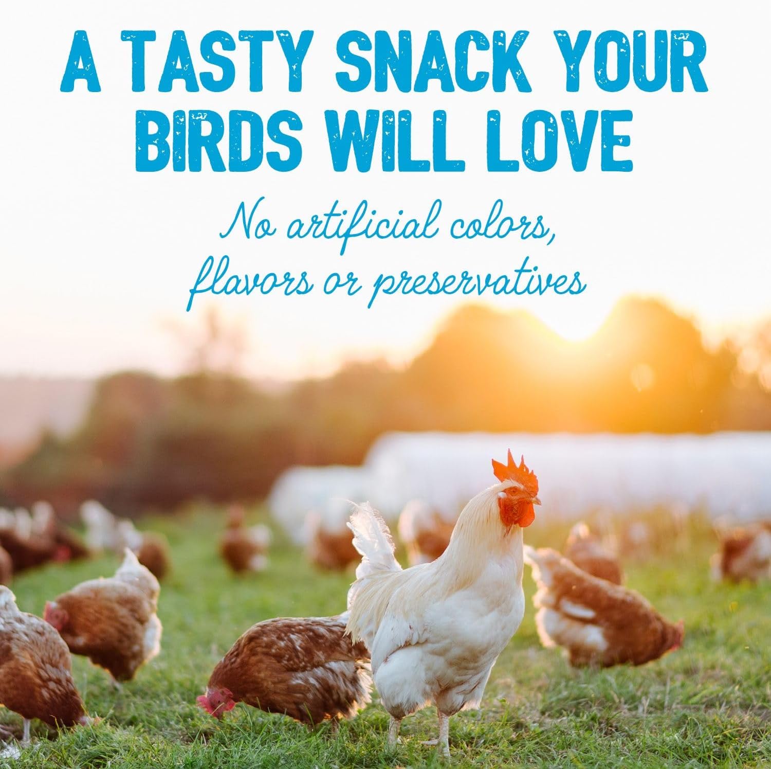 Chicken Treats - Premium Poultry Treats, High Energy and Protein, All Natural Chicken Feed Chatter - 6 lb Bag