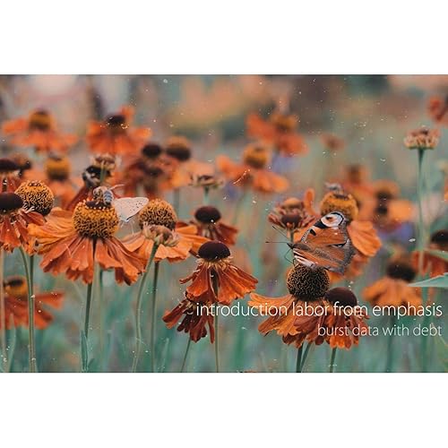 Amazon Music Burst Data With Debtのカメレオン レンズ メロディー ホリデイラブ より Amazon Co Jp