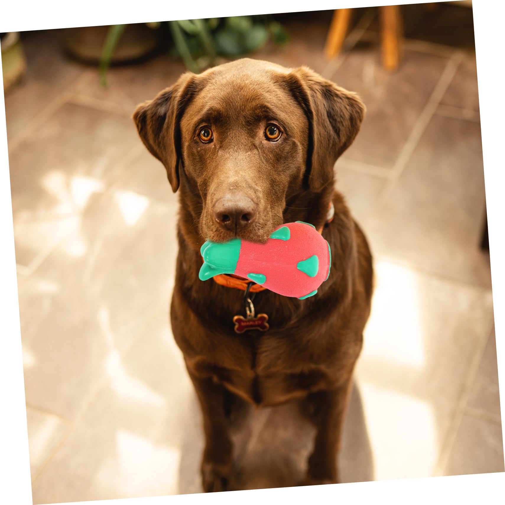 Angoily 6stücke Kauspielzeug Für Hunde Lustige Quietschspielzeuge Aus Flexibler Hundefreundlicher Für Kleine Und Mittelgroße Hunde Zum Spielen Und Zähnereinigung