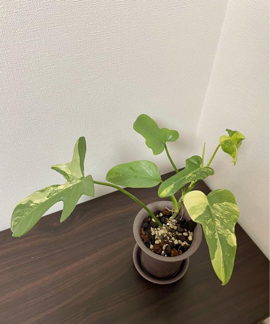 Amazon.co.jp: フィロデンドロンビペンニフォリウムヴァイオリン