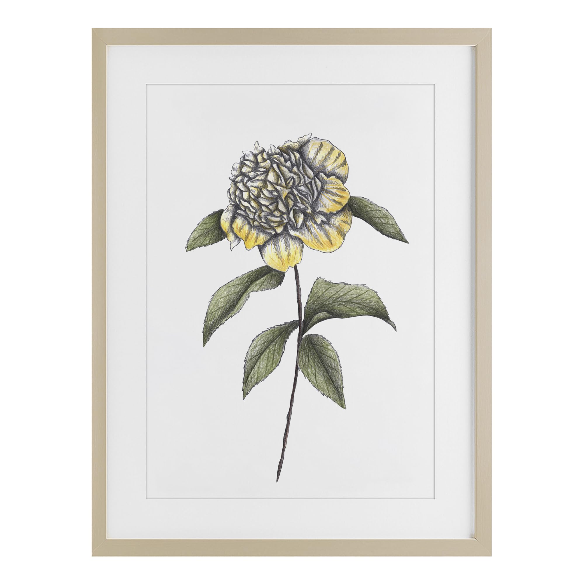 Illustration fleur de camélia encadrée Stupell Industries d'art premium