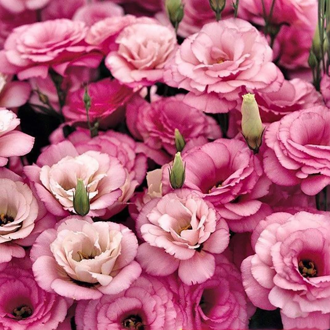 300 szt. Samen Eustoma, Eustoma Grandiflorum Samen, Mischung Eustoma Samen, Bunt Eustoma Samen, Geeignet Zum Pflanzen w Garten und Balkon