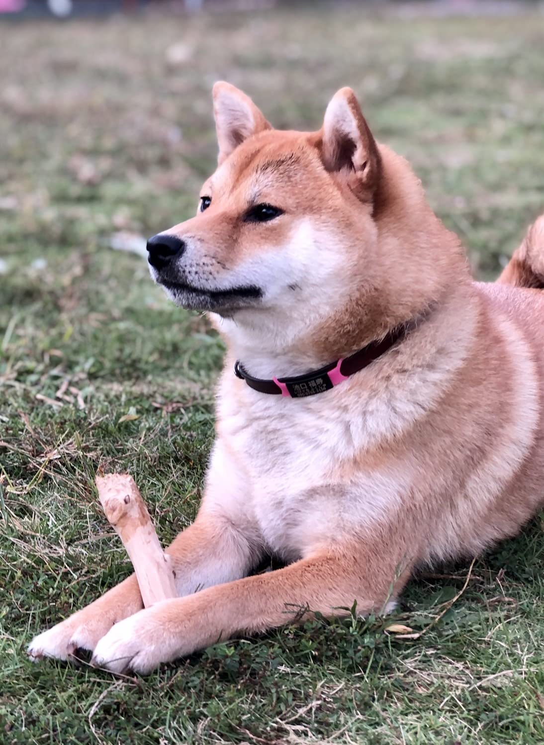 Amazon | 梨の木のお店 梨の木のかじり木 国産 日本製 犬 噛むおもちゃ