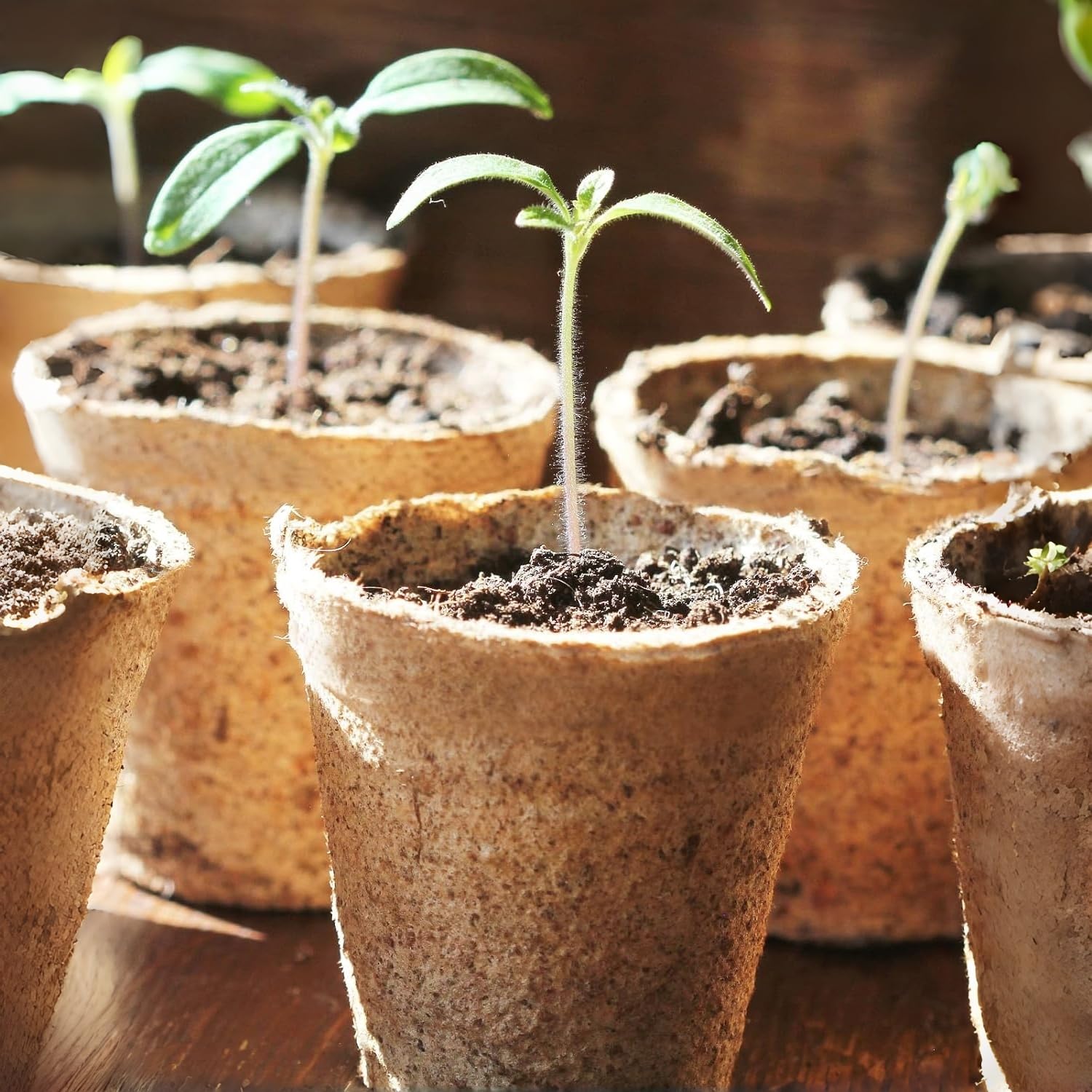 100 Piezas Redondas Macetas biodegradables de 8 cm, Kit de Inicio de Plántulas Biodegradable y Ecológico, Semilleros Germinacion Macetas con 100 Etiquetas de Plantas y 2 Herramientas de Plantación — view 9