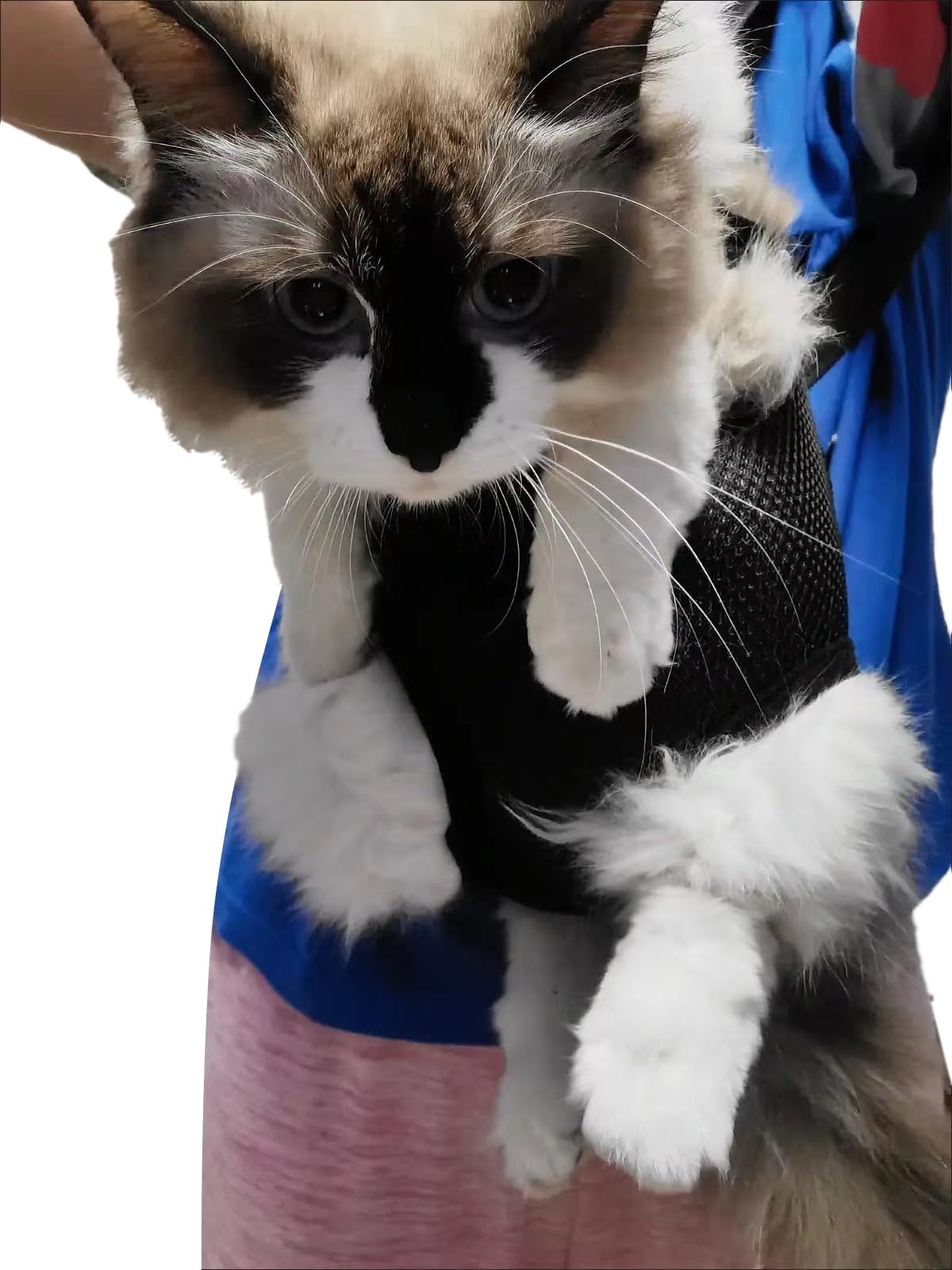 Photo 1 of Pet Carrier Backpack - Adjustable Pet Front Cat Dog Carrier Backpack Travel Bag,Legs Out,Easy-Fit for Traveling Hiking Camping for Small Medium Dogs Cats Puppies. (Apricot, Medium)
