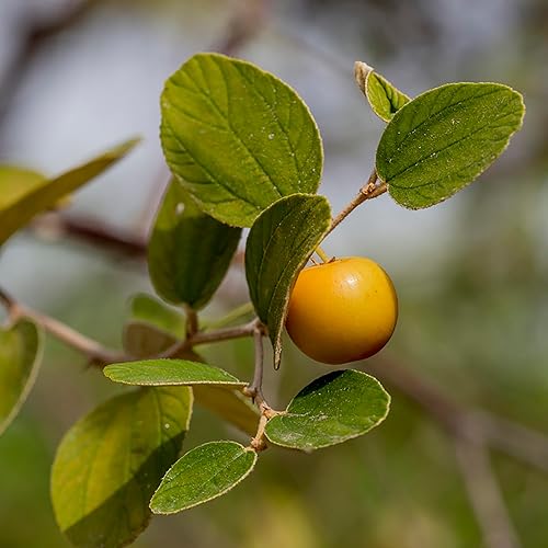 QAUZUY GARDEN 8 semillas de Ziziphus Mauritiana, reliquia y árboles frutales de azufaifo dulce y sin OMG fáciles de cultivar de bajo mantenimiento,
