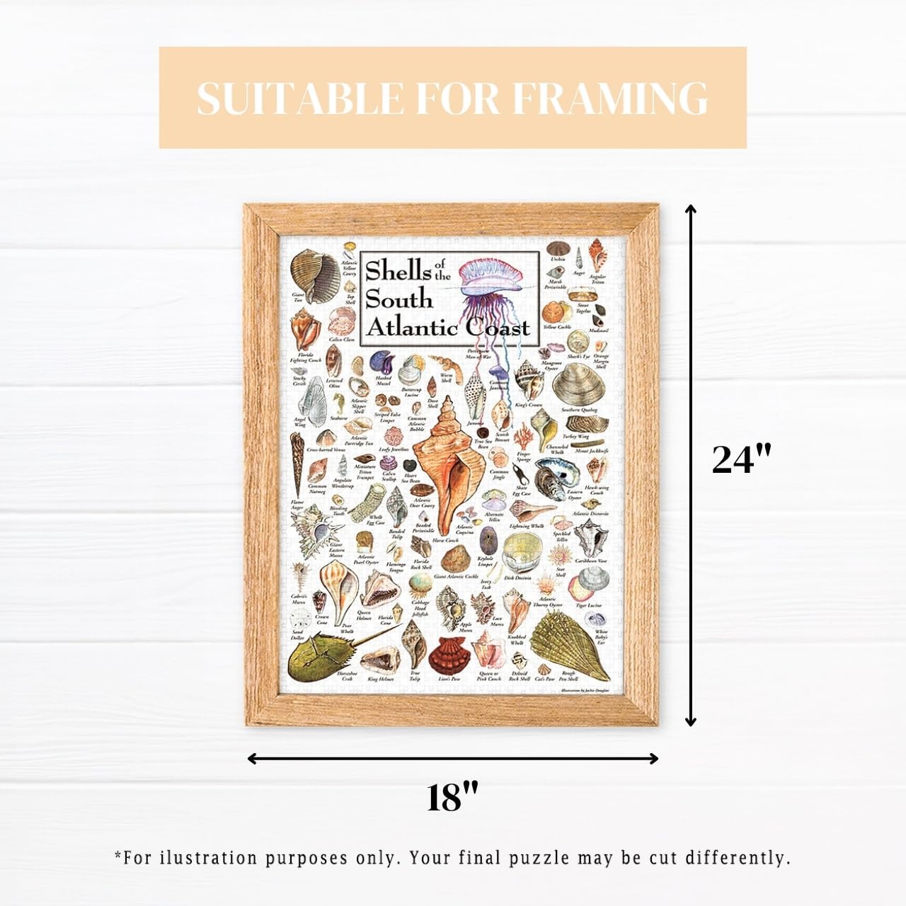 Heritage Puzzle - Shells of The South Atlantic Coast by John & Jackie Leatherbury Douglass 550 Piece Puzzles for Adults - Marine Life Art - Frameable Jigsaw Puzzle 18" x 24" Finished Size