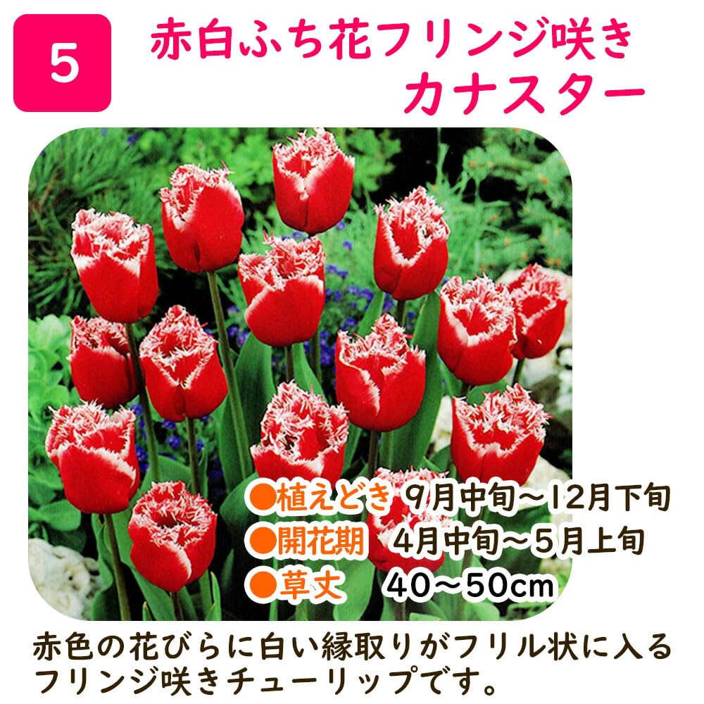 Amazon.co.jp: 「 フリンジ咲き チューリップ 球根【5．赤白花
