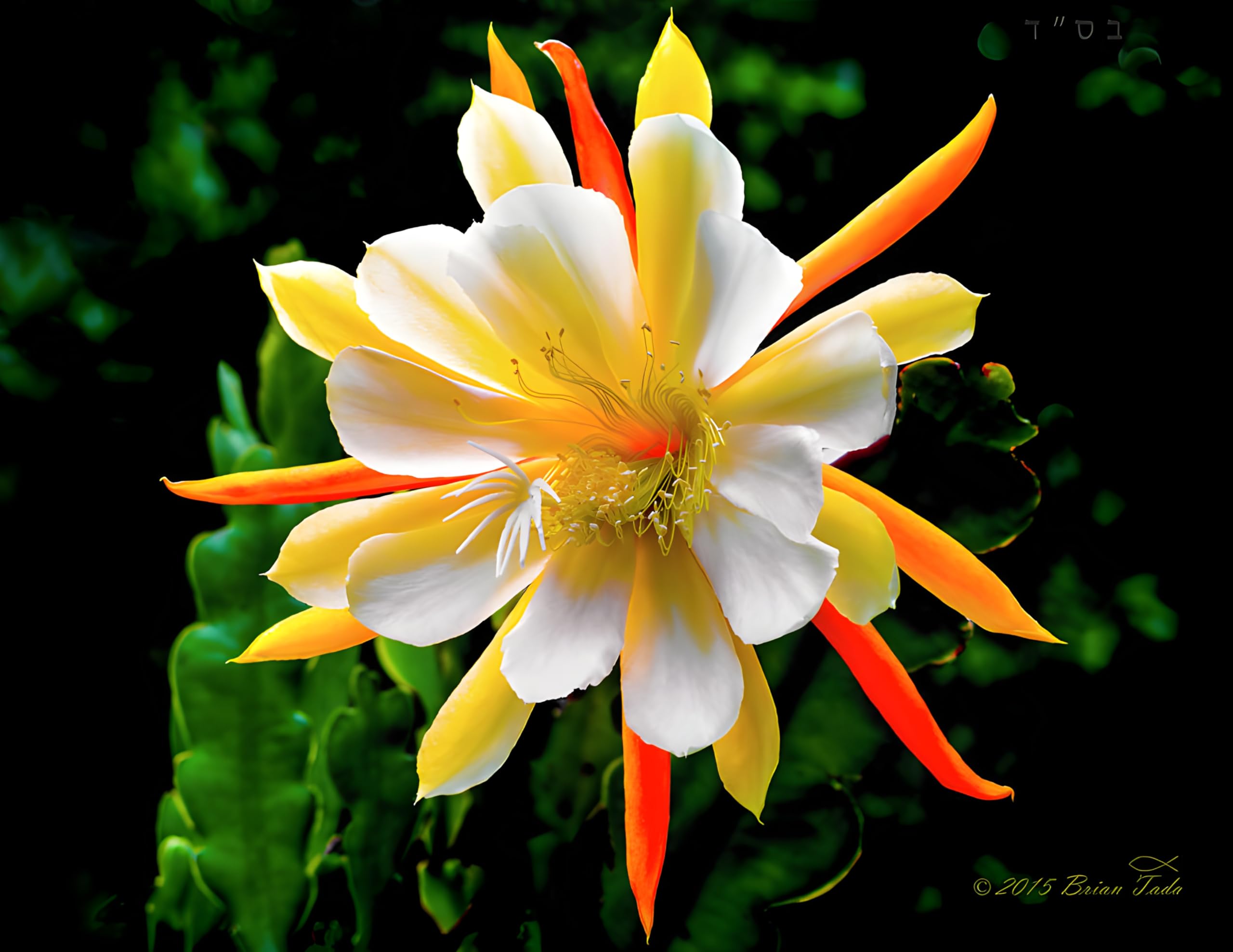 See full amazon price history chart for GreenCaart Night Queen/Brahma Kamal Flower Special Variety Healthy Hybrid All Time Flowering Plant Pack of 1 (Flower After 3 Month) GreenCaart Night Queen/Brahma Kamal Flower Special Variety Healthy Hybrid All Time Flowering Plant Pack of 1 (Flower After 3 Month) (B0CY2XT7CM) Amazon Price History, Amazon Price Tracker