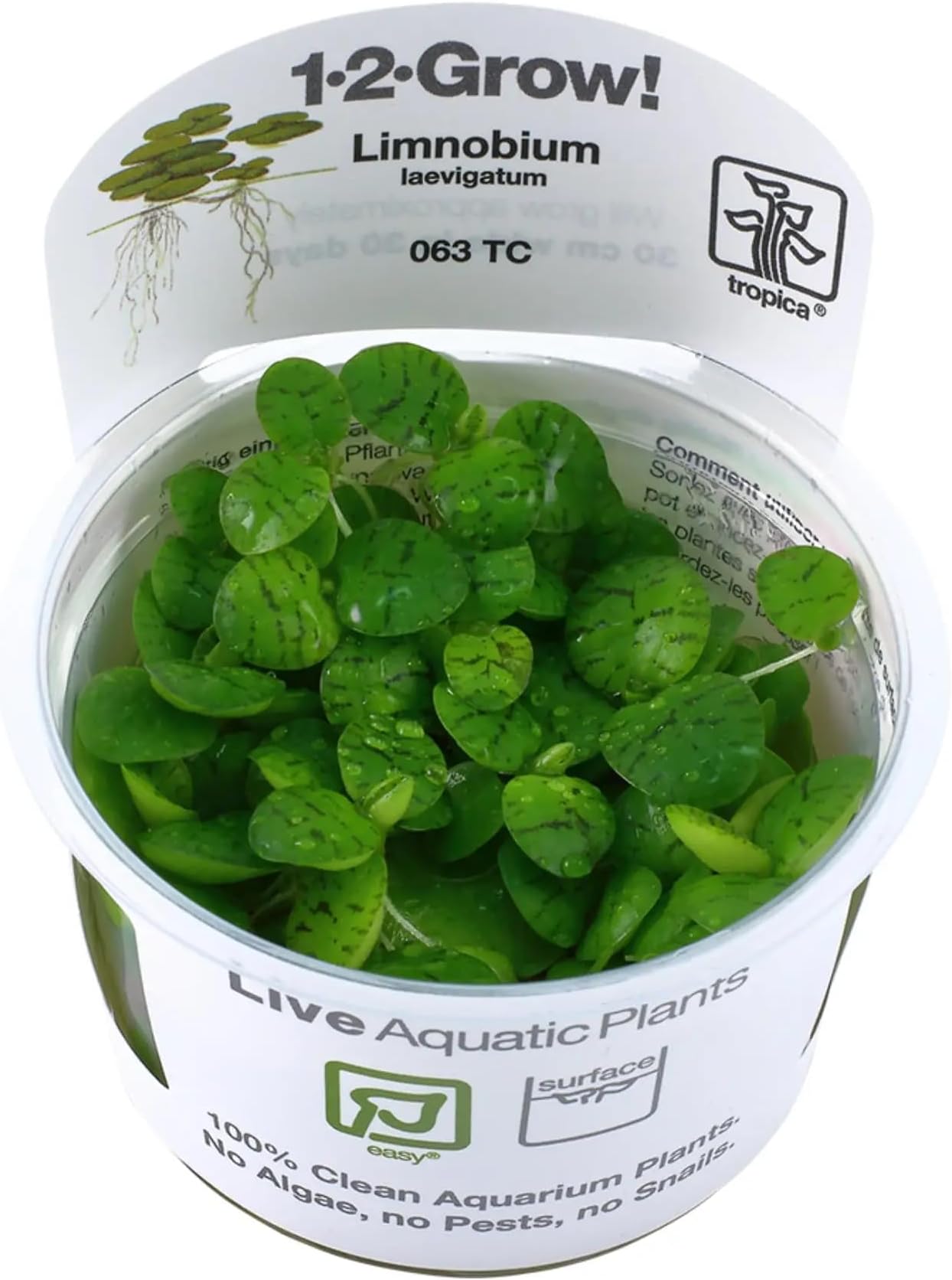 Tropica Limnobium laevigatum 1-2-GROW! (amazon frogbit) Reduces algae growth in aquariums