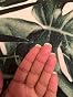 imPRESS Kiss Impress No Glue Mani Press On Nails, Color, 'Point Pink', Pink, Short Size, Squoval Shape, Includes 30 Nails, Prep Pad, Instructions Sheet, 1 Manicure Stick, 1 Mini File