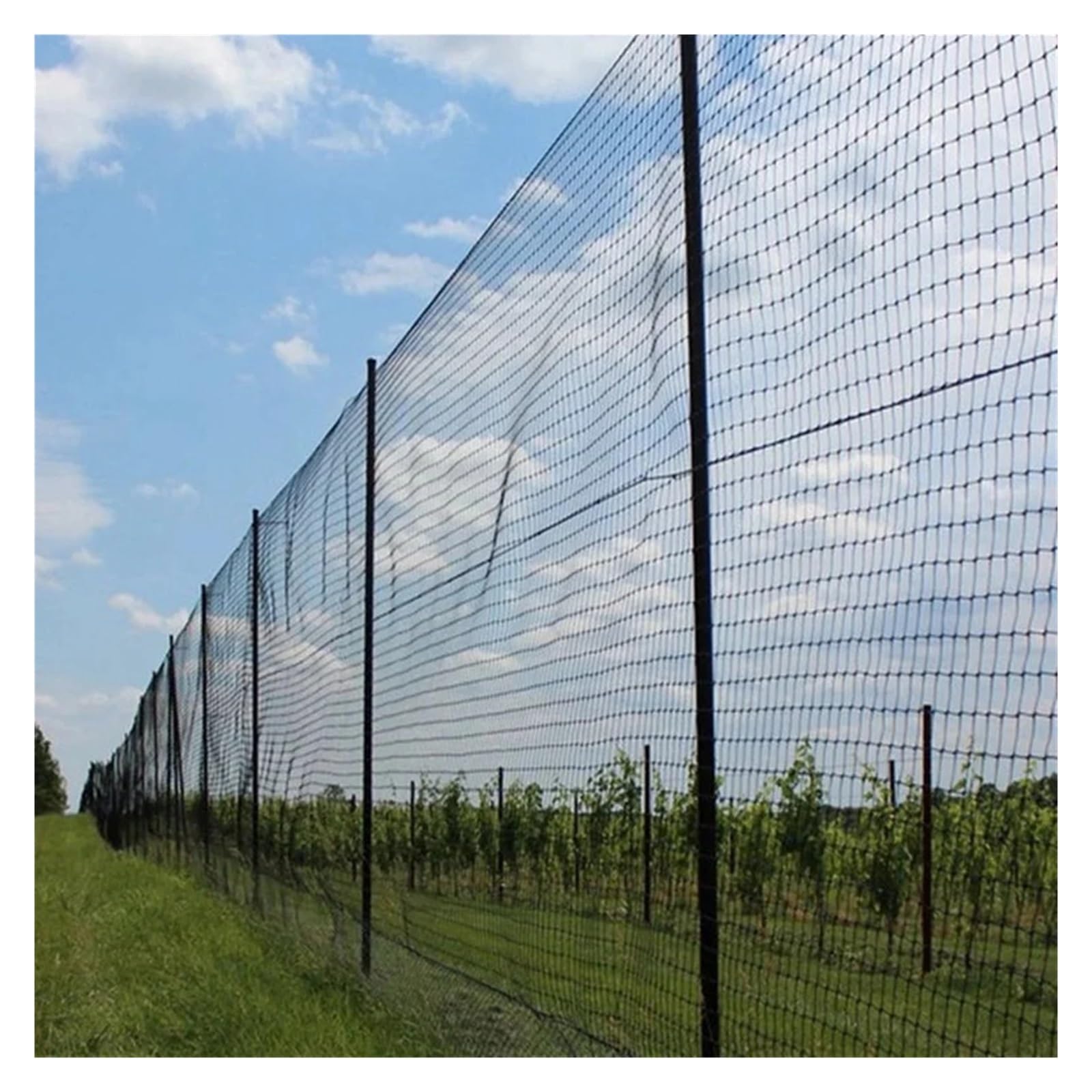 Nylonowa siatka przeciw ptakom 15x7,5M Wytrzymała do ochrony drzew owocowych