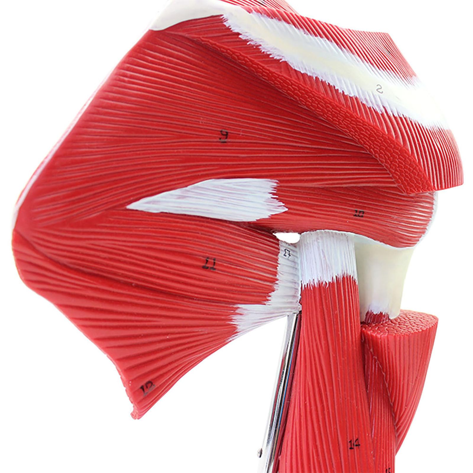 Model Anatomiczny Kończyn Górnych Człowieka Ze Stawowym Modelem Mięśnia Górnego, Model Anatomiczny Szkieletu Ludzkiego, Medyczny Materiał Dydaktyczny