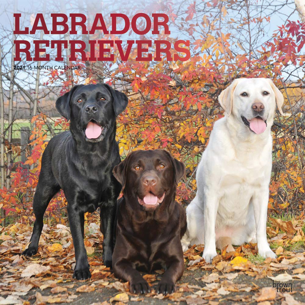 Labrador Retrievers 2021 12 x 12 Inch Monthly Square Wall Calendar with
