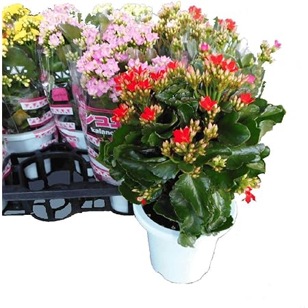 Amazon カランコエ 一重 ミックス 5鉢セット 4号鉢 花鉢 セット販売 まとめ売り 贈答 イベント 景品 Diy 工具 ガーデン