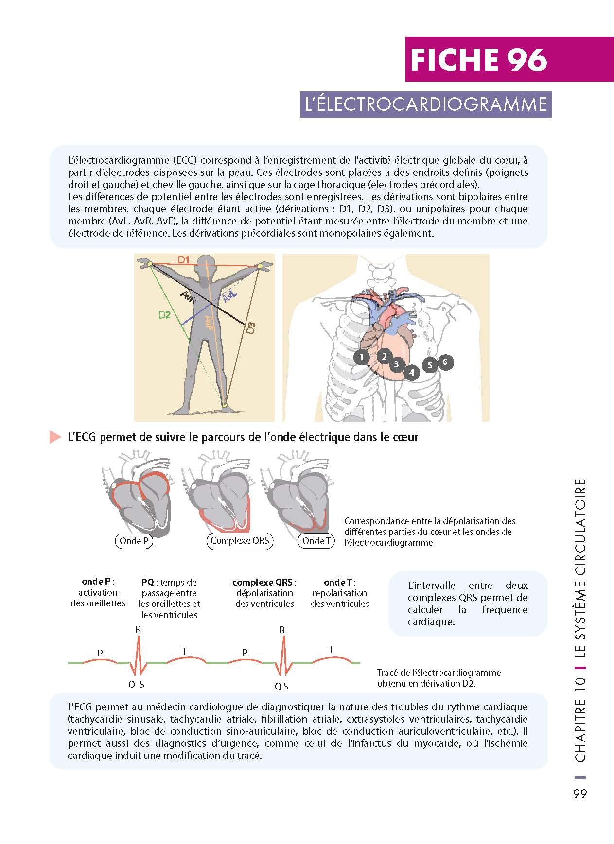 Mémo visuel de physiologie humaine - 3e éd.
