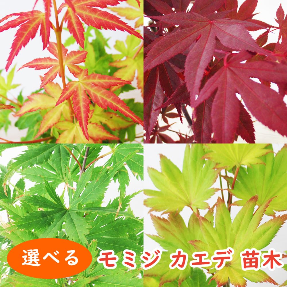 Amazon.co.jp: モミジ 苗木 【 2．ジョーダン 】 12cmロング