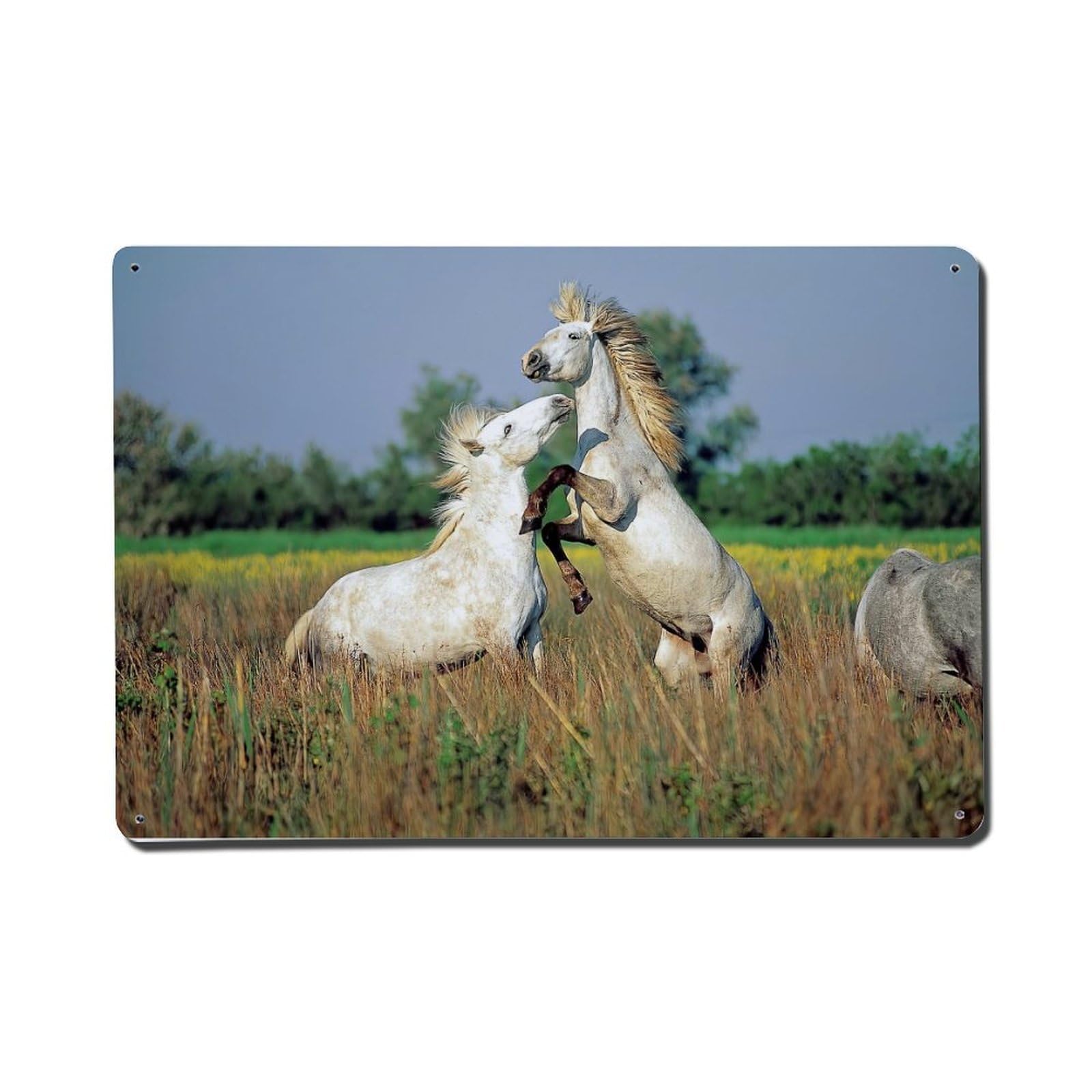 Animal Playful White Horses Metal Tin Sign Plaque Wall Decor for Cafe, Club Bar, Office, Home Garden Metal Poster 8x12Inch