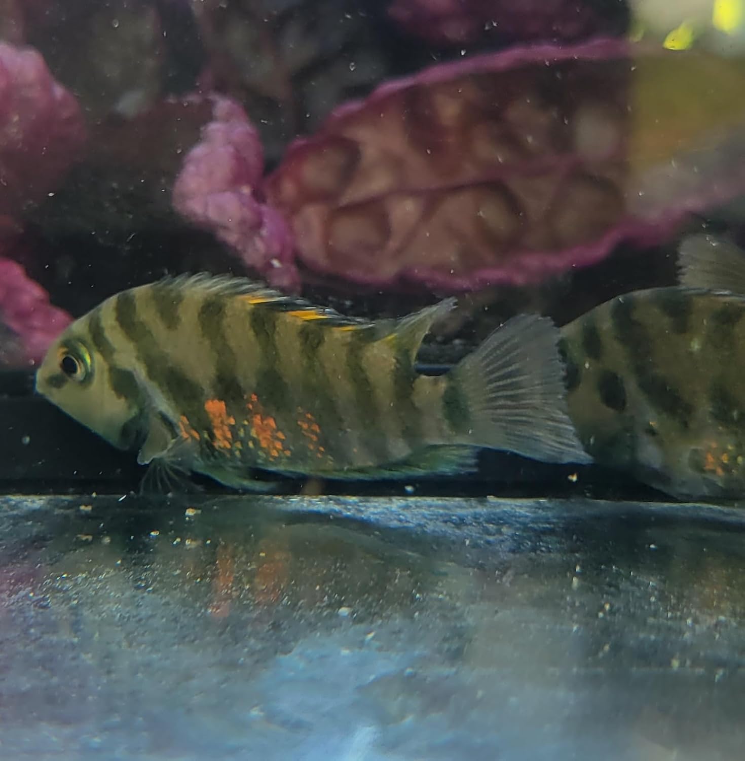 Quinn's Fins Black Convict Cichlid Amatitlania nigrofasciata