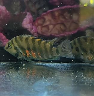 Quinn's Fins Black Convict Cichlid Amatitlania nigrofasciata